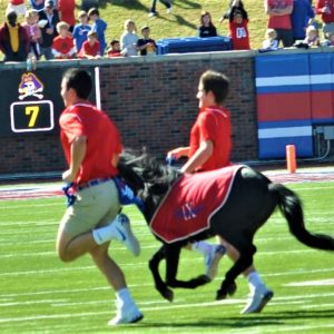 Handlers run the live Mustang mascot after an SMU score. (Photo by Al Myatt)